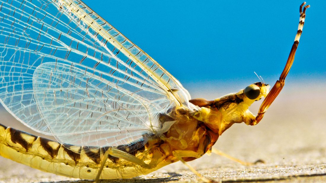 Mayfly