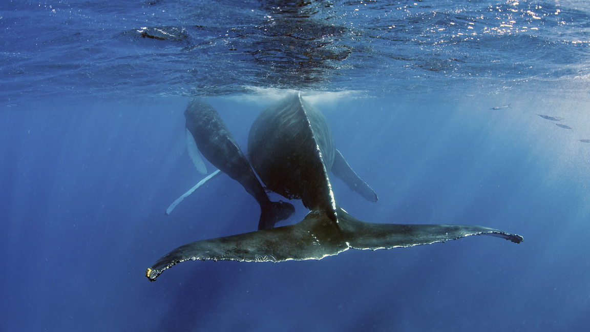 Sound in the world of whales