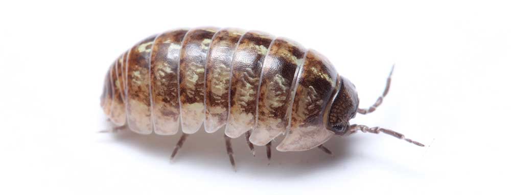 Pillbug