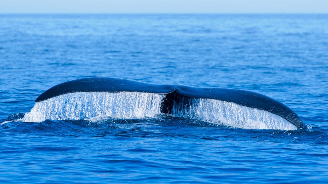 the concerns and threats to right whale communities Community resilience garfo noaa fisheries recommends actions to help right whales two of the largest human-caused threats to right whales. the concerns and threats to right whale communities Community resilience garfo noaa fisheries recommends actions to help right whales two of the largest human-caused threats to right whales.