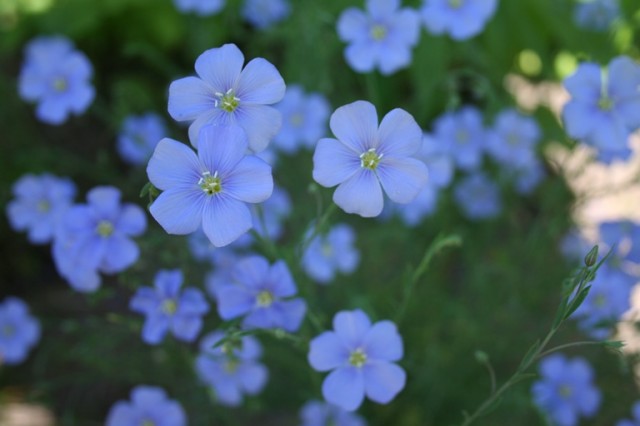 wild blue flax