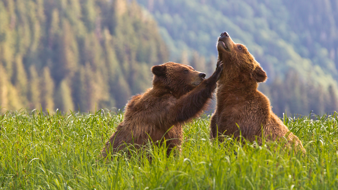 the-canadian-wildlife-federation-your-connection-to-wildlife