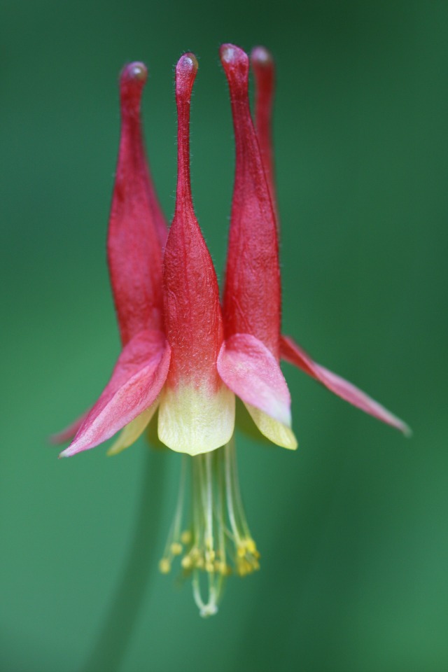 4 - eastern wild columbine - bog (3)