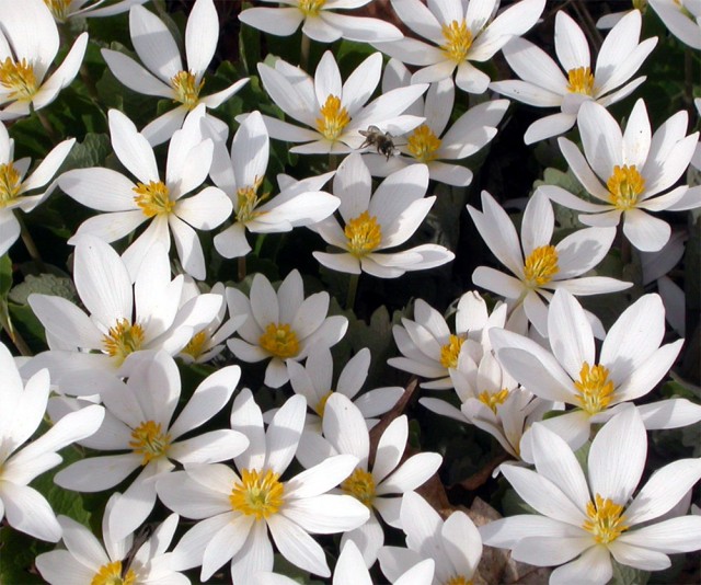 Bloodroot