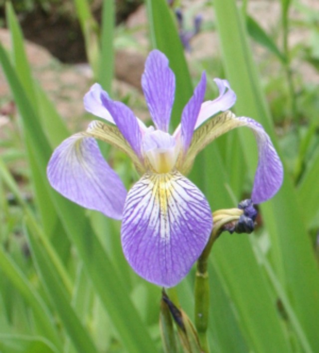 blue flag iris - 300px