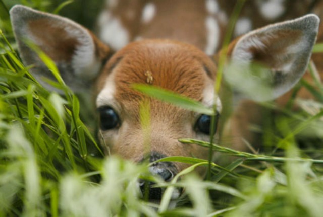 fawn