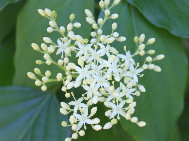 grey dogwood in bird bed (2)