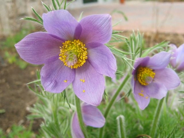 pasqueflower