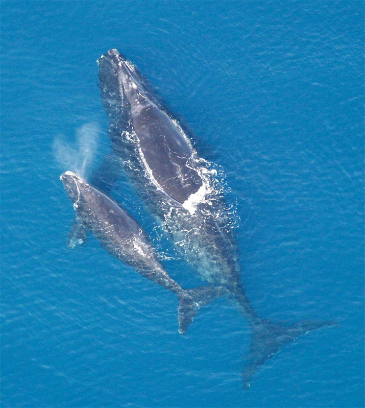 right-whale