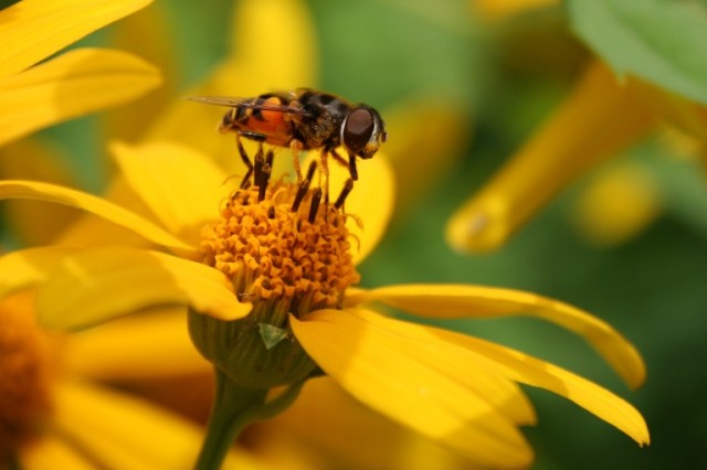 hover fly