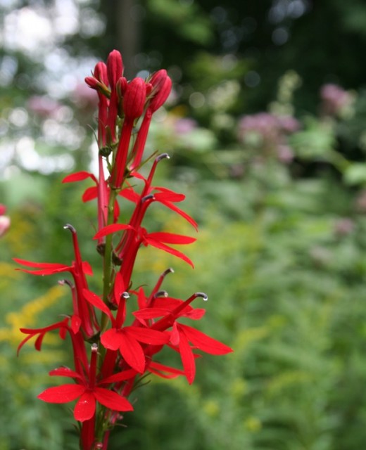 Cardinal Flower