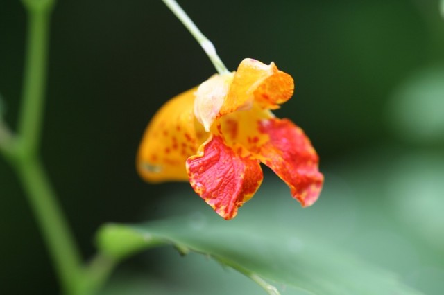 Jewelweed flower