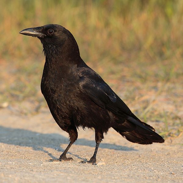 crow