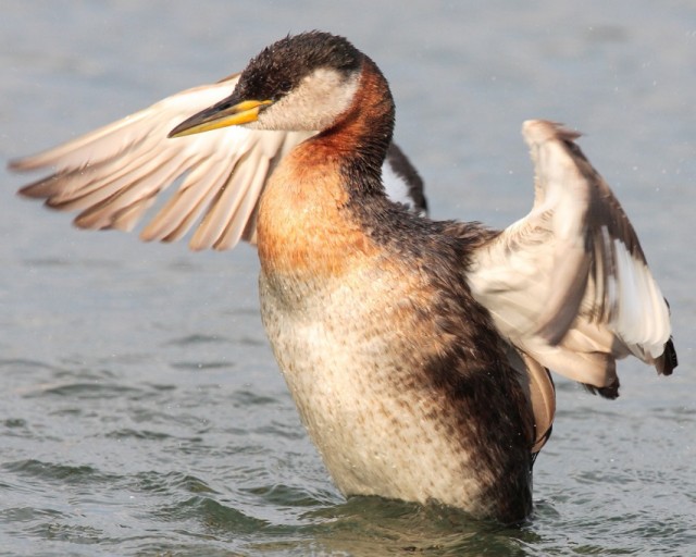 Source: http://commons.wikimedia.org/wiki/File:Podiceps-grisegena-008.jpg