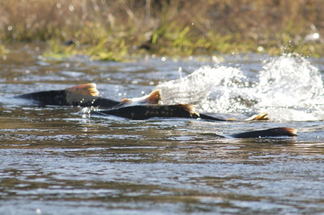  Dan Cook (USFWS)