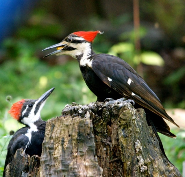 Pileated woodpecker adult with young