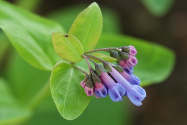 Virginia bluebells