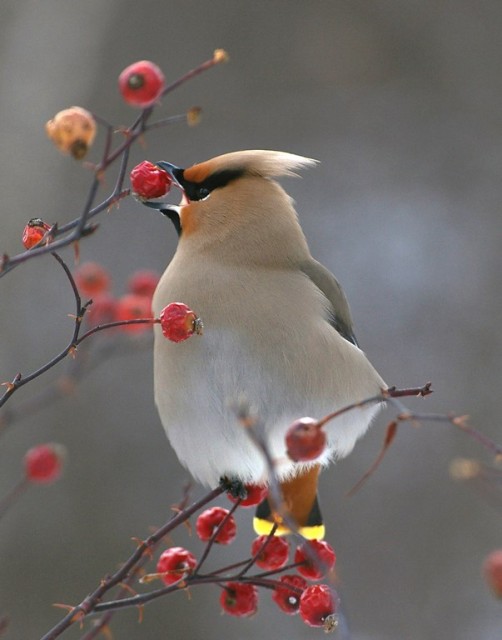 bohemian waxwing