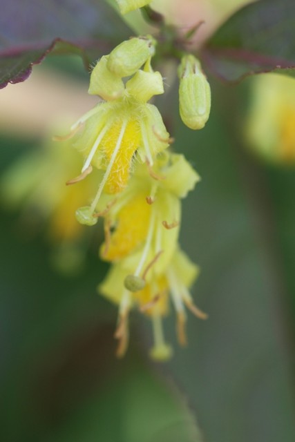 dwarf bush honeysuckle 