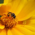 coreopsis, spider and bee