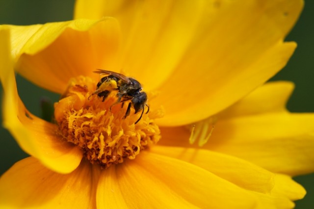 coreopsis, spider and bee