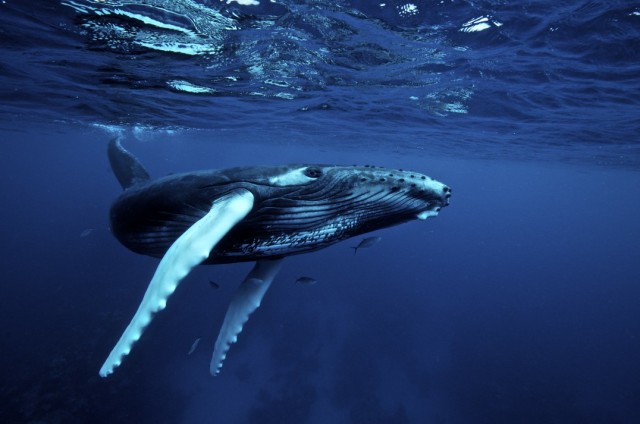 humpback_whale