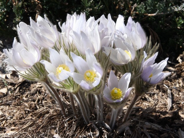 pasque flower aka prairie crocus