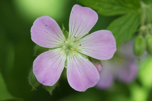 wild geranium