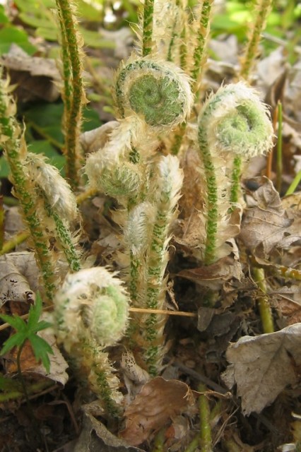 Christmas fern