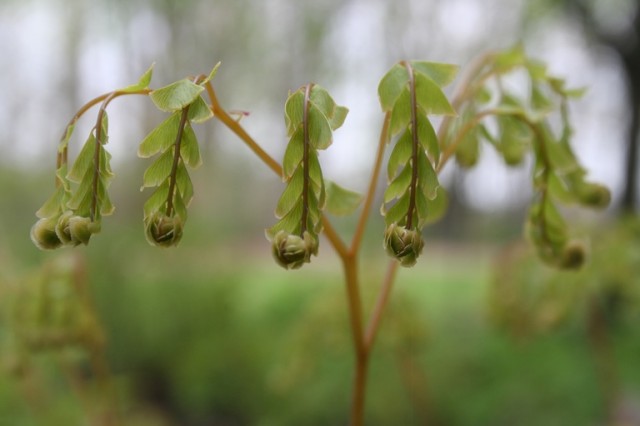 Maidenhair fern