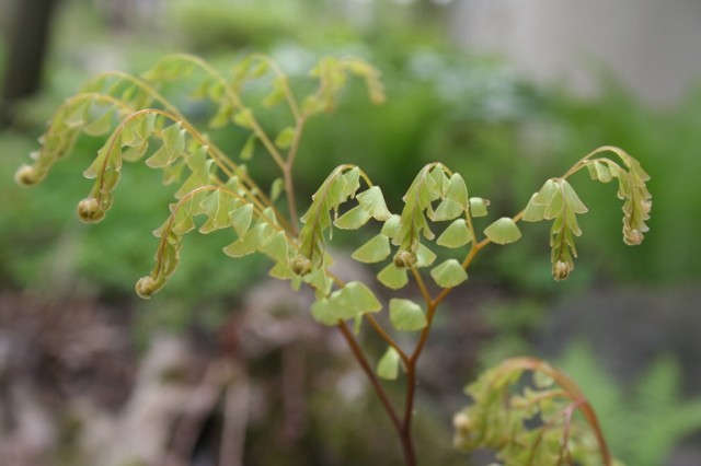 Maidenhair fern