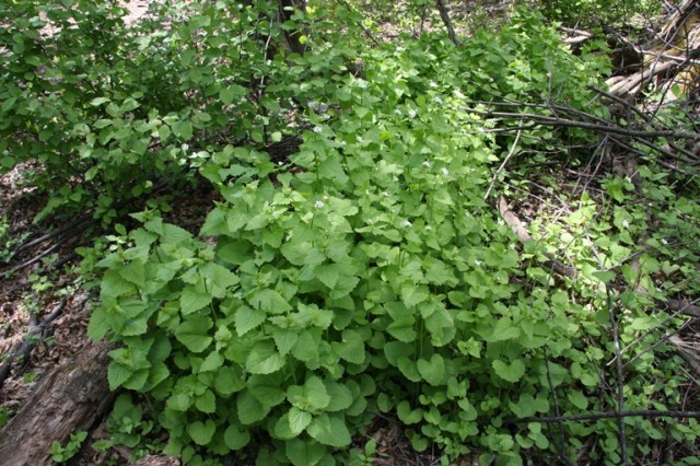 garlic mustard soon takes over an area