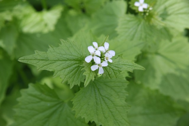 garlic mustard flowers - note the small 4-petaled white flowers