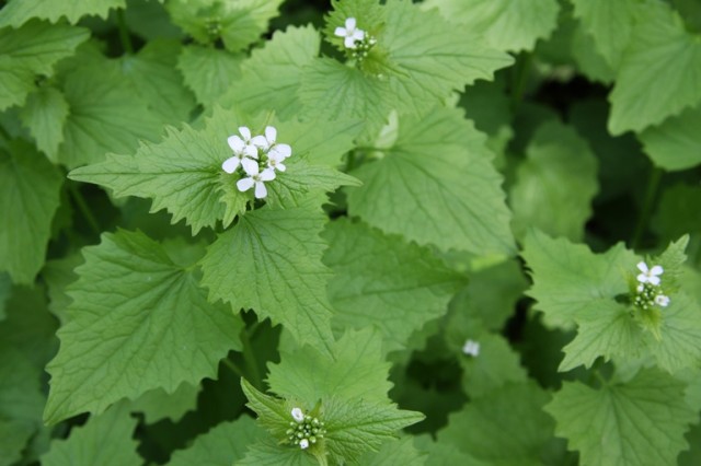 garlic mustard - upper leaves are more pointy and triangular than lower leaves