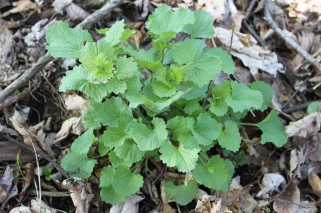 garlic mustard - second year growth