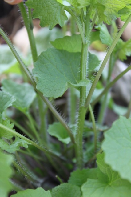 garlic mustard - this angle shows the fuzzy stems