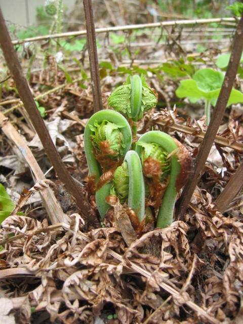 Ostrich fern