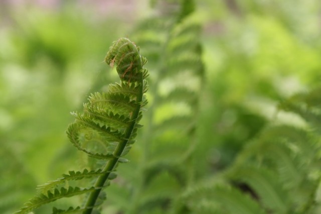 Ostrich fern