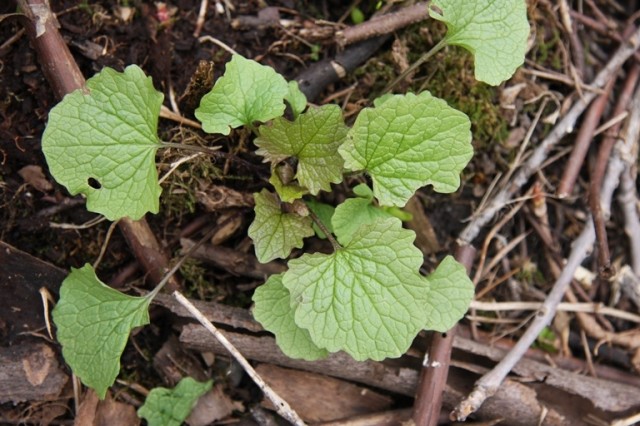 garlic mustard's new growth as of this week showing a little more reddish-brown than the image at the top