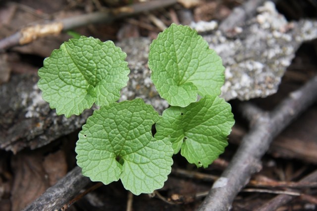 Garlic mustard leaves, found  growing this week