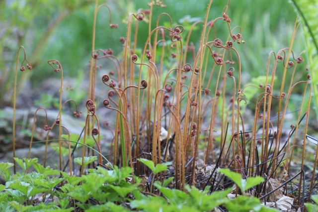 Maidenhair fern