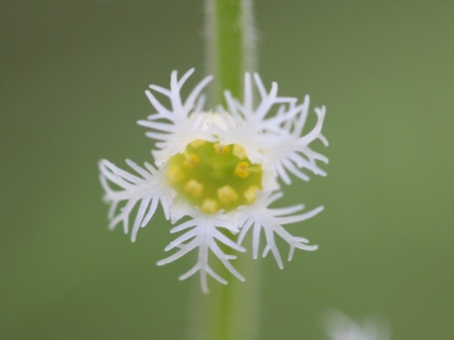 miterwort flower up close