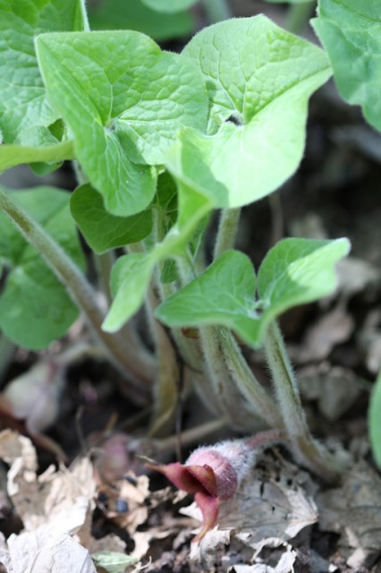 wild ginger leaves and flower