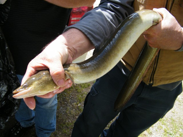 An American eel caught last year near Chats dam (CWF)