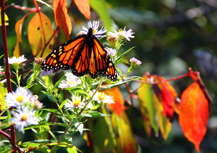 Monarch Generations Followed We’ve Finally Tracked Down