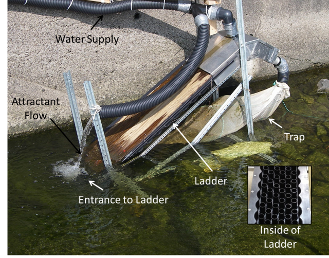 An example of an eel ladder previous used in the Ottawa River and its associated tributaries. The attractant flow is used to attract the eels to the ladder and they then ascend the ladder (which is covered), which is similar to a peg board - once at the top, they are caught in a flow through trap which is monitored daily. We will collect measurements and then release all eels. (CWF)