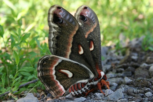 cecropia moth