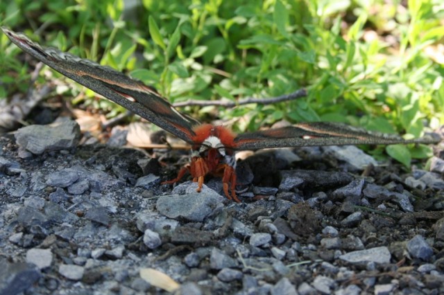 cecropia moth