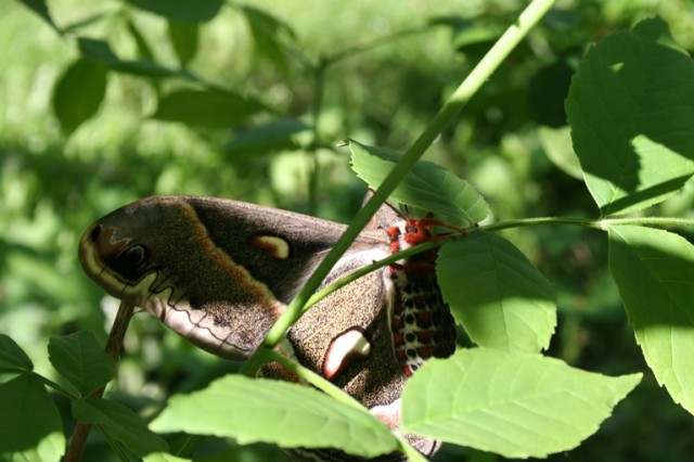 cecropia moth