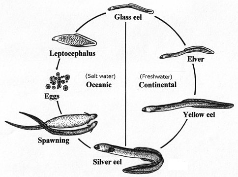 Electric Eel Life Cycle Diagram